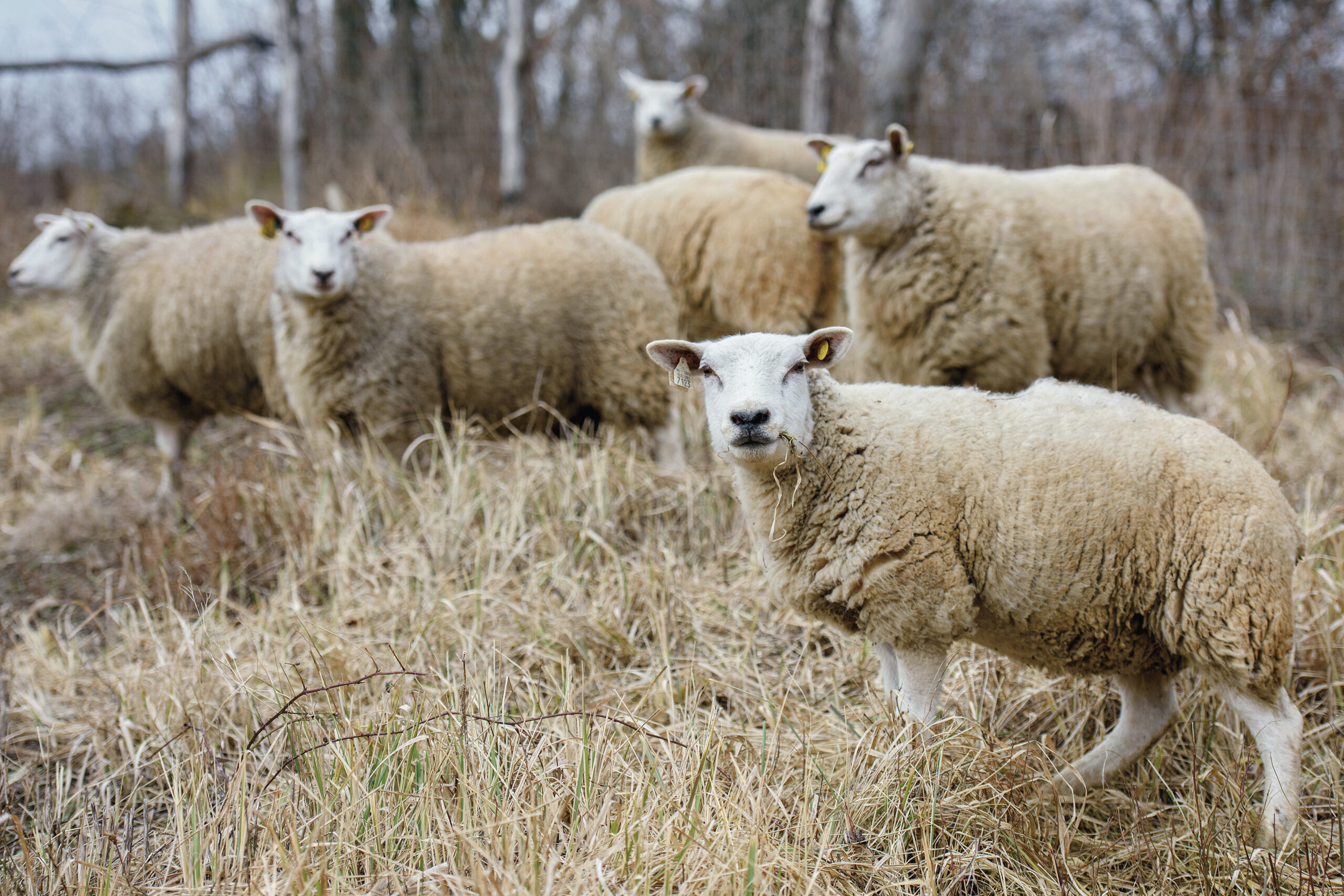 juhok juh juhászat kapos tenero