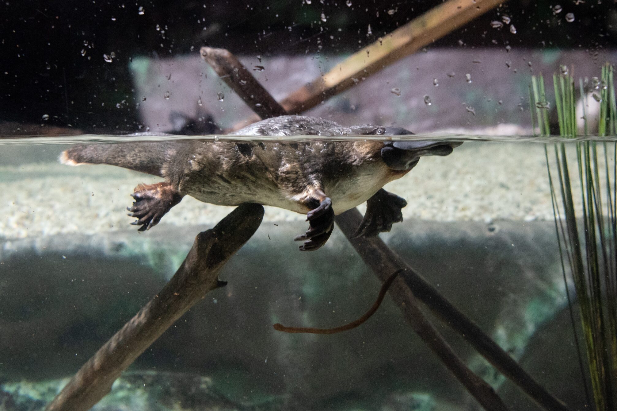 Újabb különös tény derült ki a legfurcsább emlősről