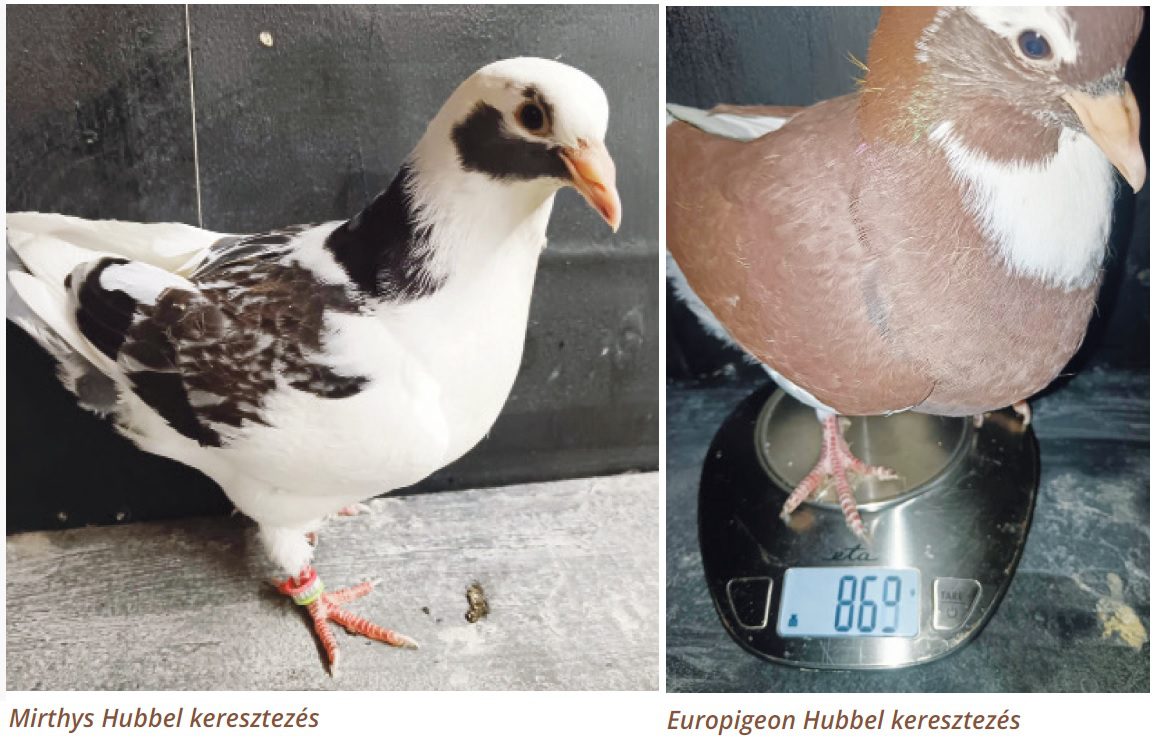 keresztezett galambok