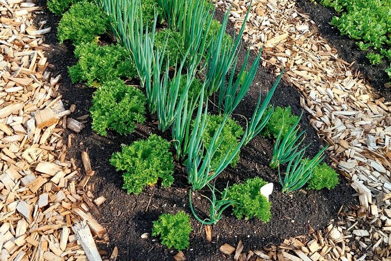 Kertészkedés ásó nélkül