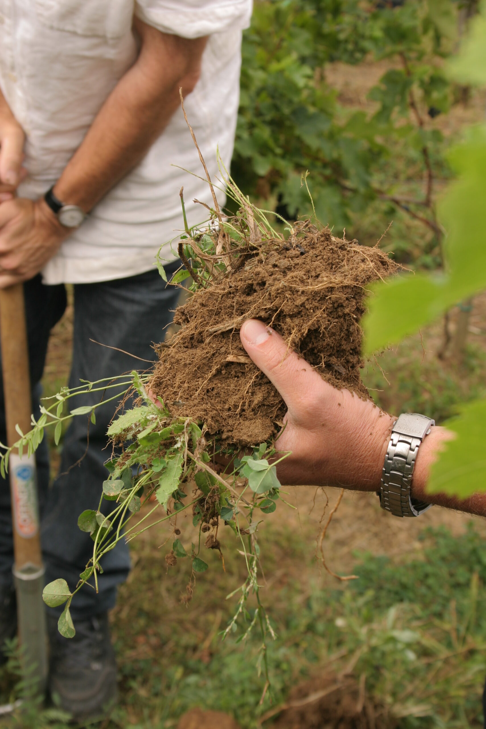 A takarónövényzet gyökere lazítjaés élettel tölti meg a talajt