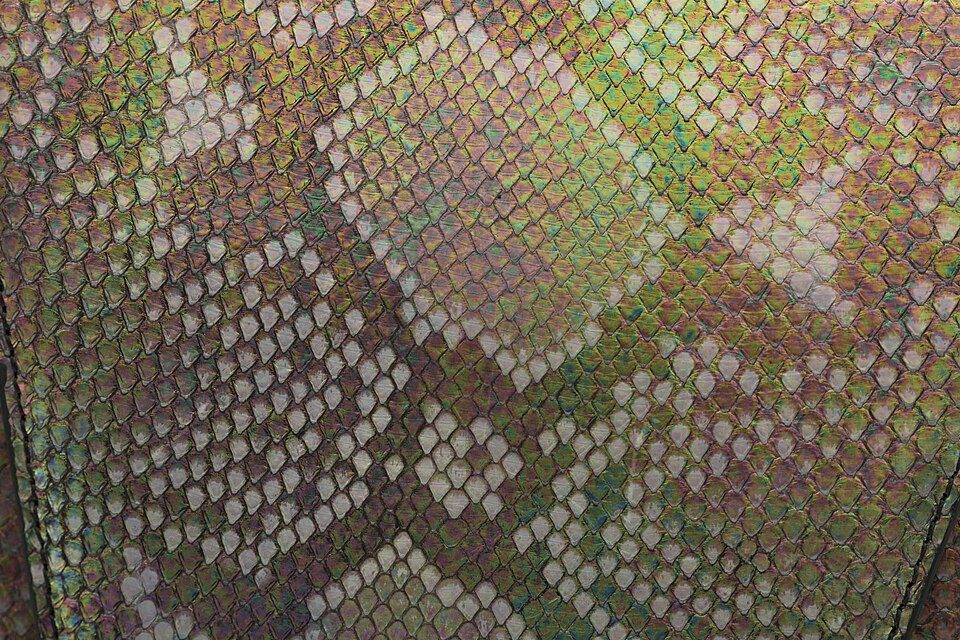 Nyálkás-e a kígyók bőre?