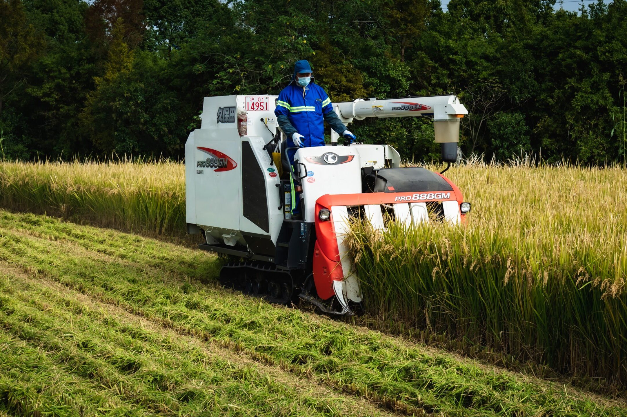 mezőgazdaság növénytermesztés betakarítás kína