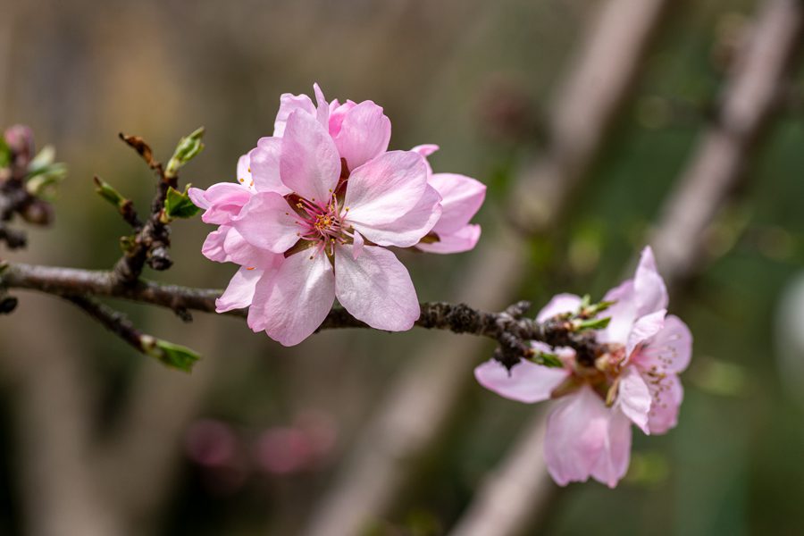 Rózsaszín április: virágos díszek a kertben