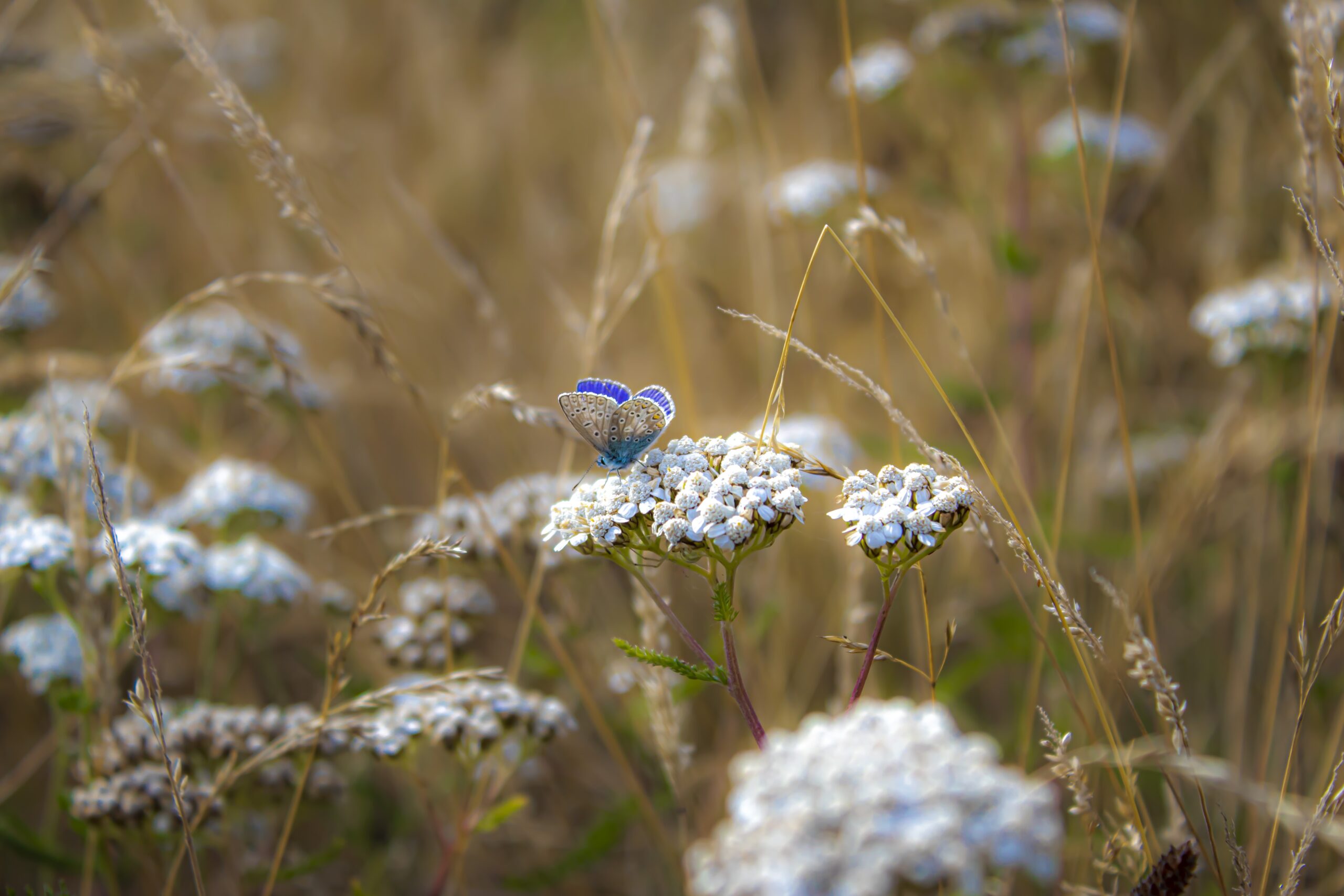 cickafark beporzó lepke