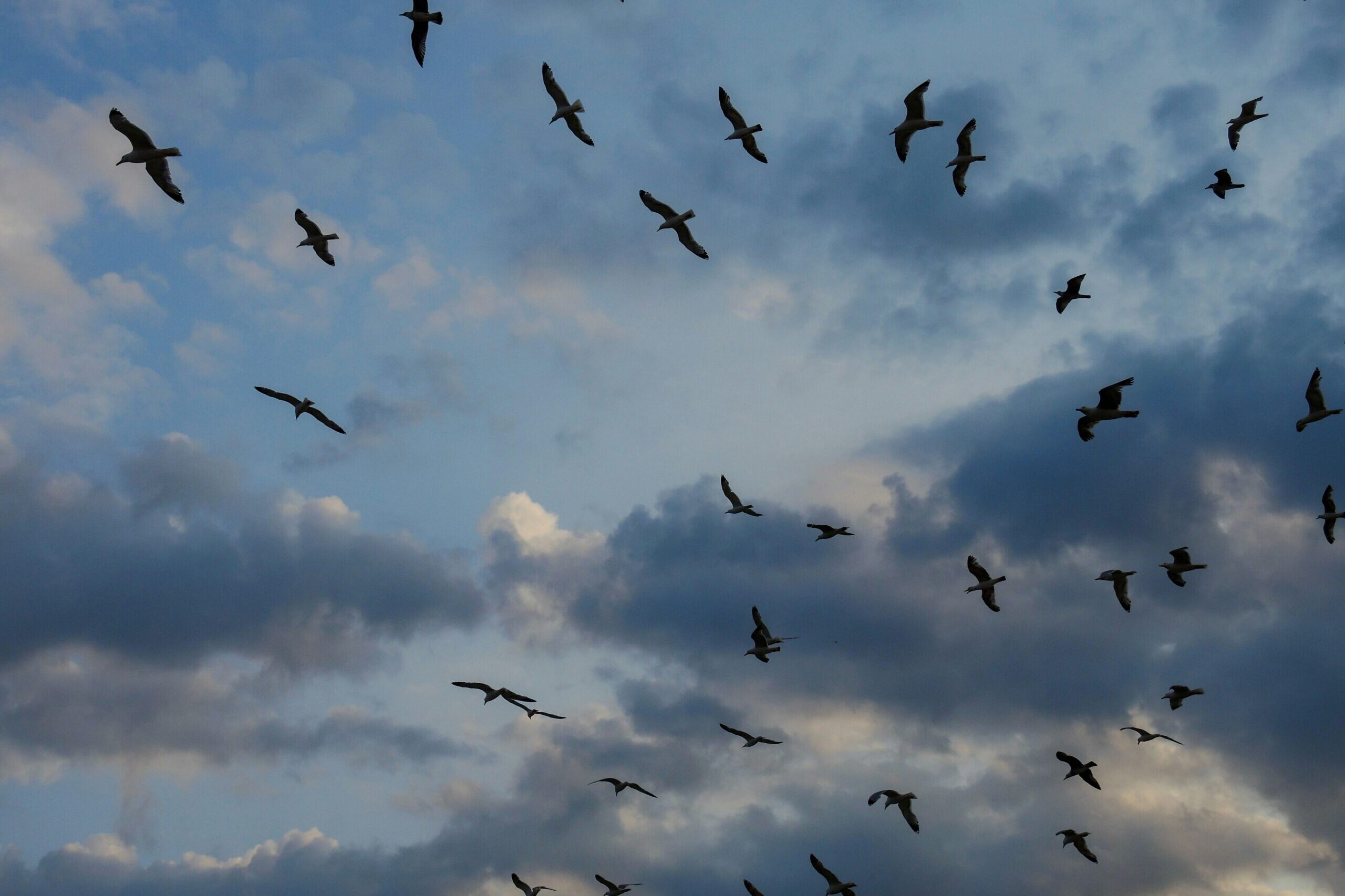 A madár–turbina interakciók feltérképezése