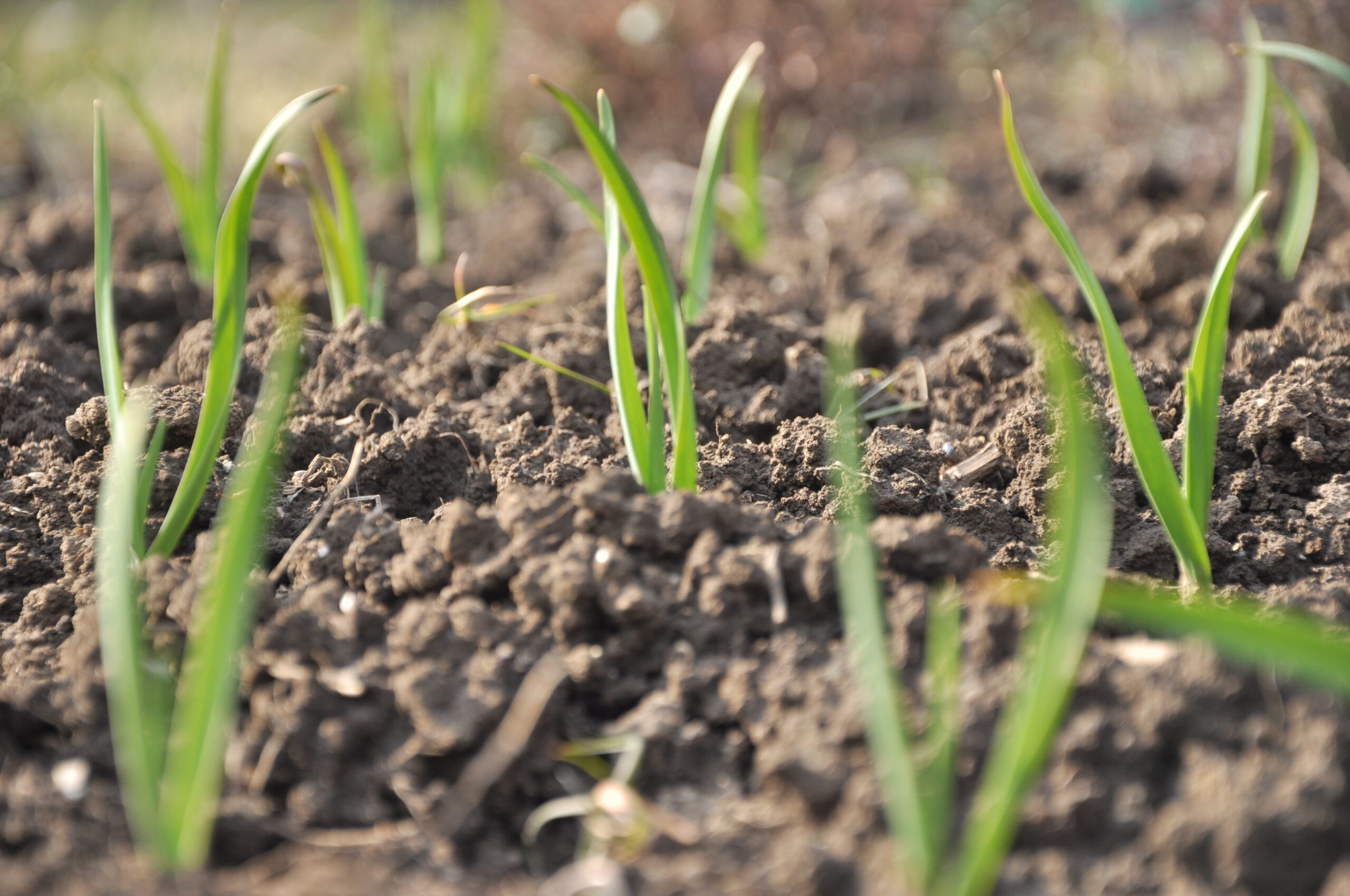 márciusi kert hagyma