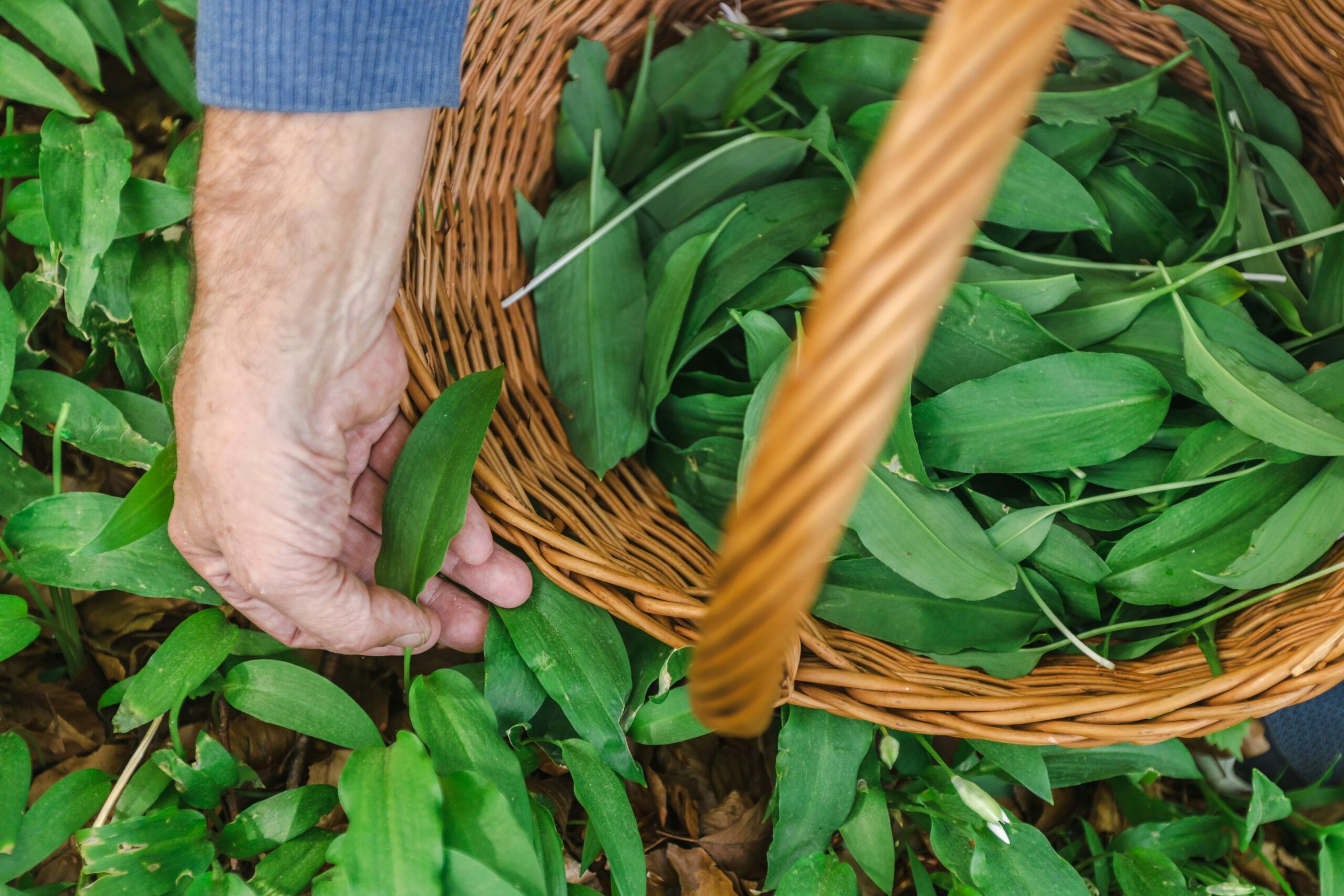Medvehagyma-ünnep a Mecsekben