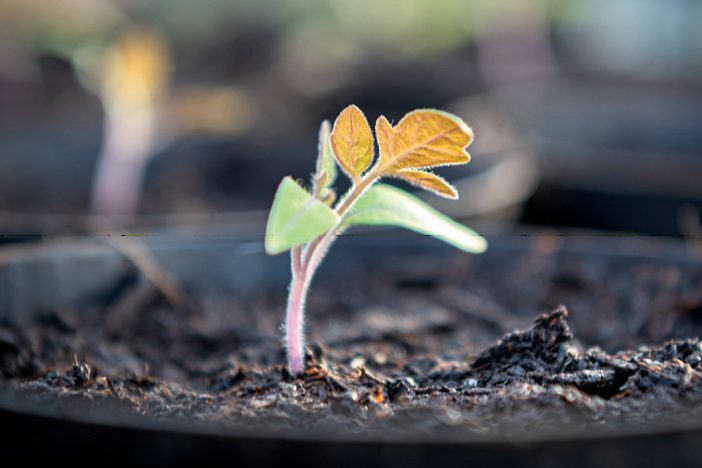 Palántadőlés, a „csendes gyilkos”