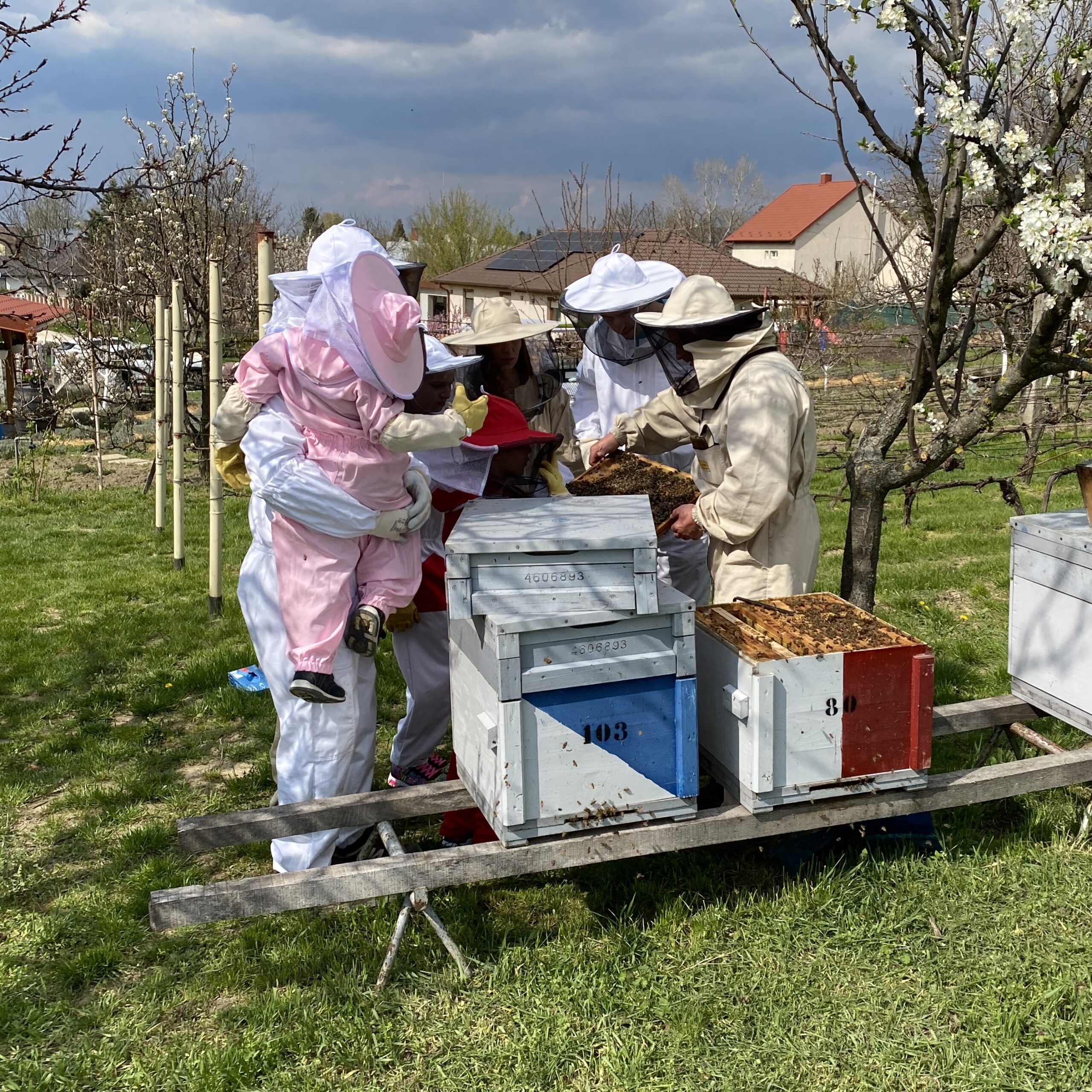 Fotó: Pannonhalma Provance Levendula