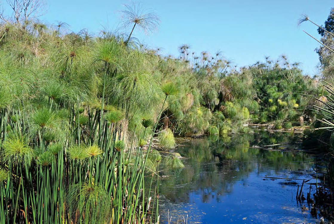 Papiruszmocsár a Szirakúza melletti Ciane-folyó partján (Szicília)