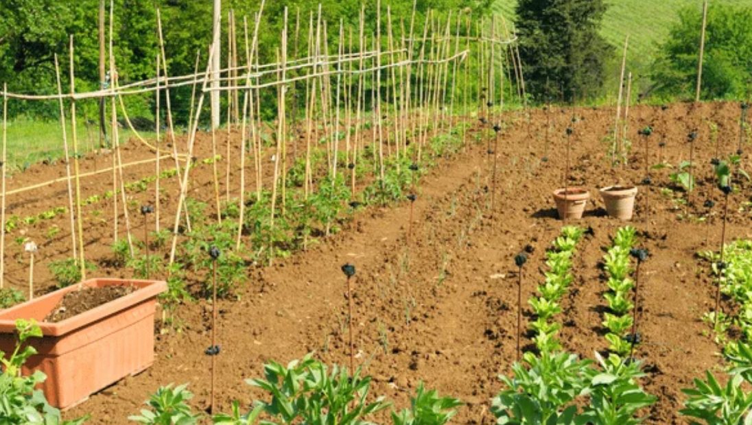 Ne hagyjuk csupaszon a földfelszínt