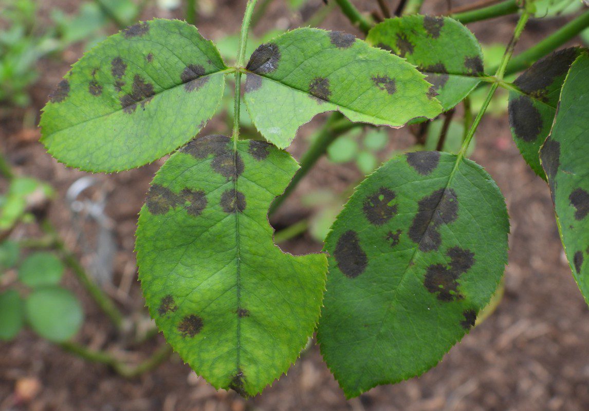 Az előző évi csillagpenész kórokozói veszélytjelentenek a fakadó rózsára