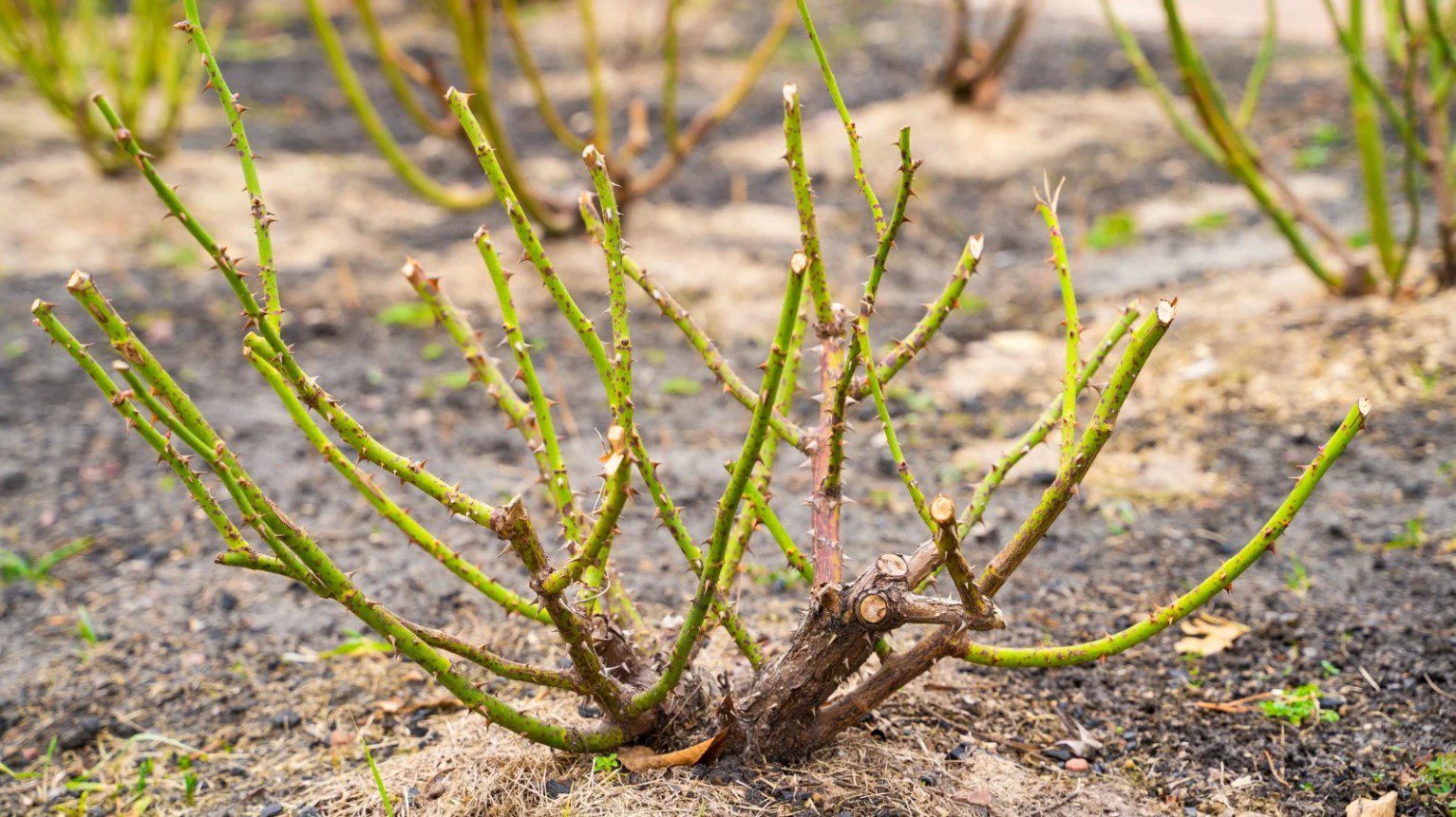 Tisztítsuk meg a tövet a gyenge, keresztben álló,sűrűn növő elágazásoktól