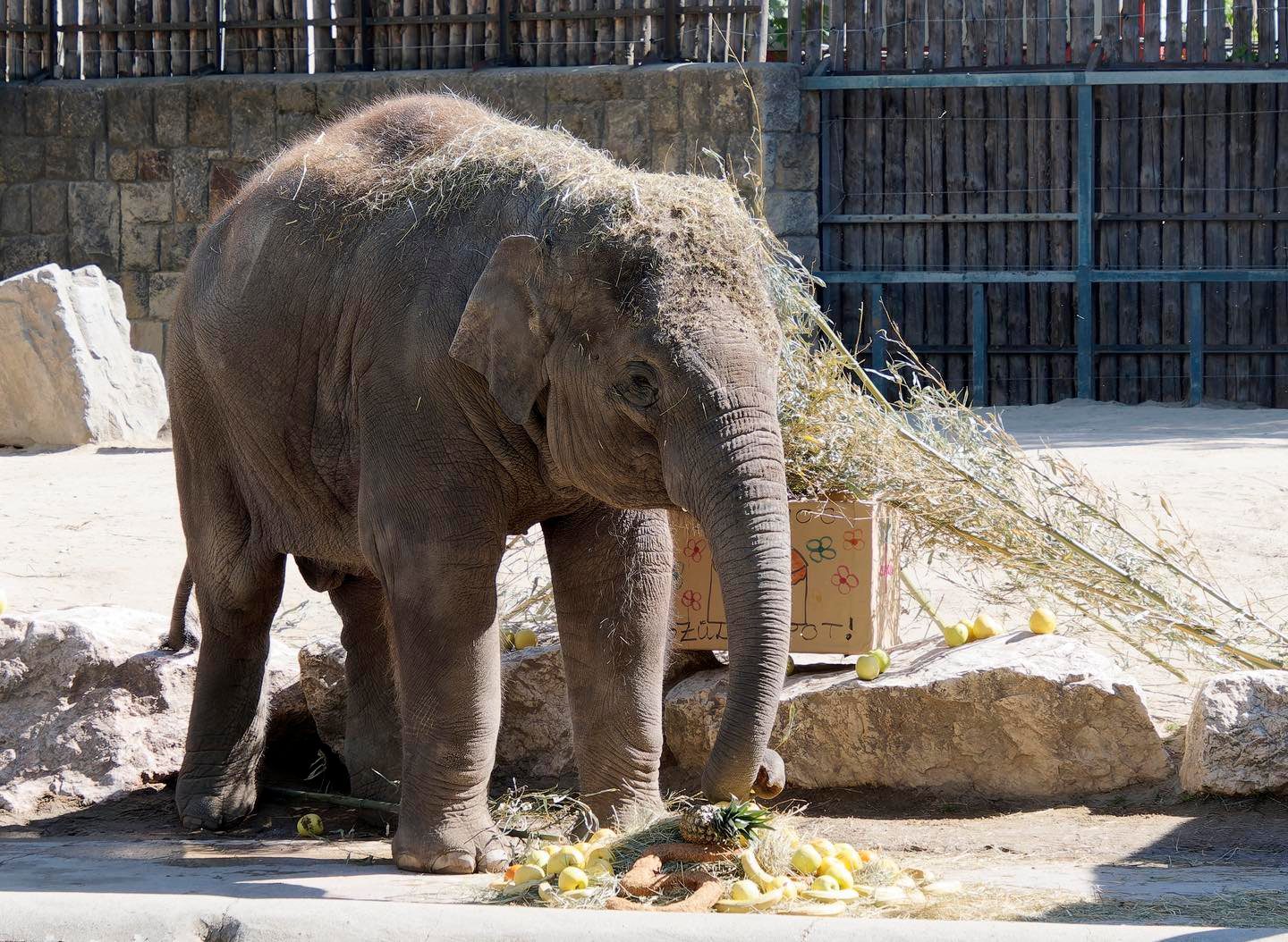 Születésnapi ünneplés után új otthon vár a fiatal elefántra