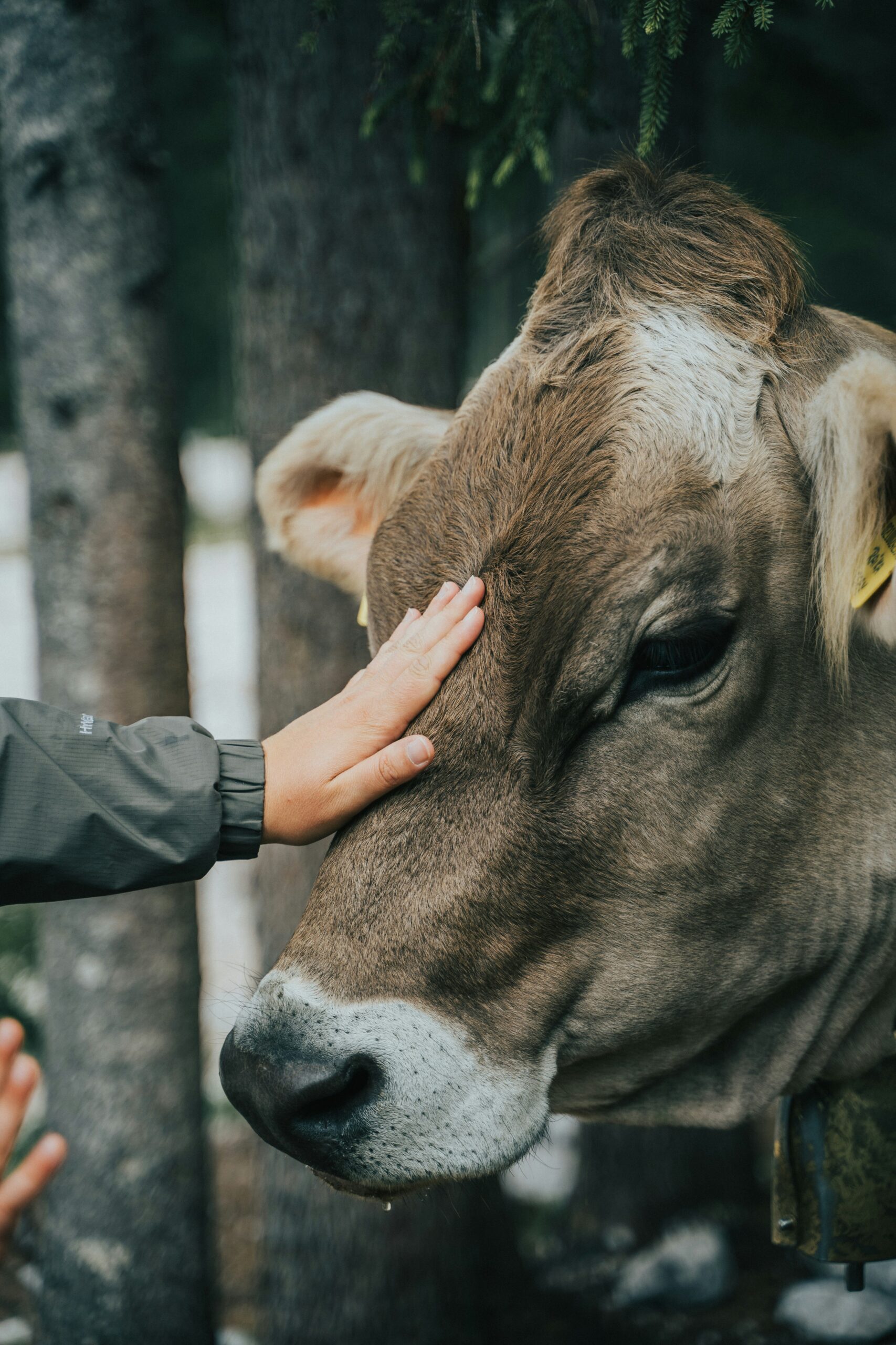 szarvasmarha tehén unsplash