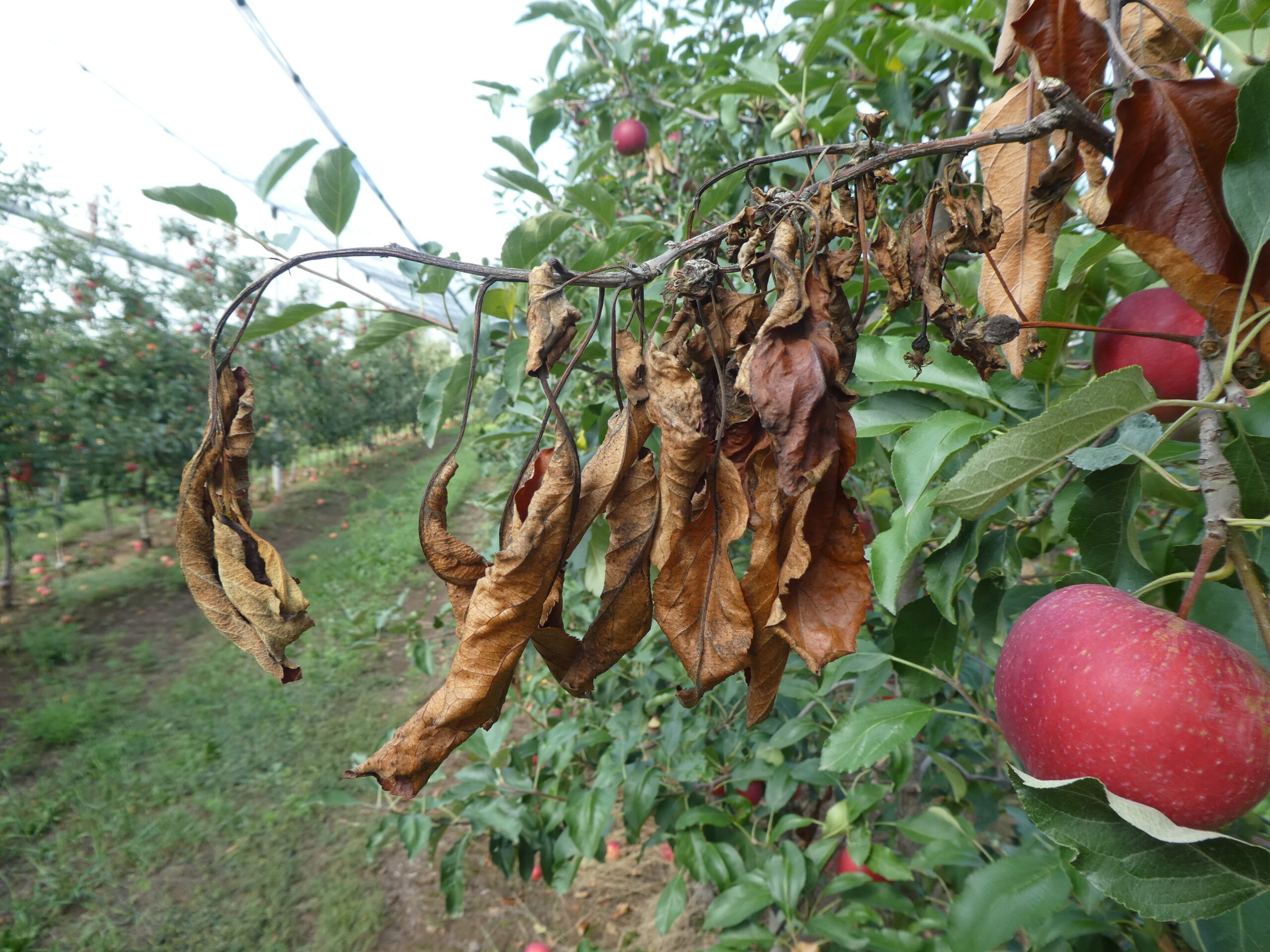 Nyári viharok után is fertőzheta tűzelhalás kórokozója