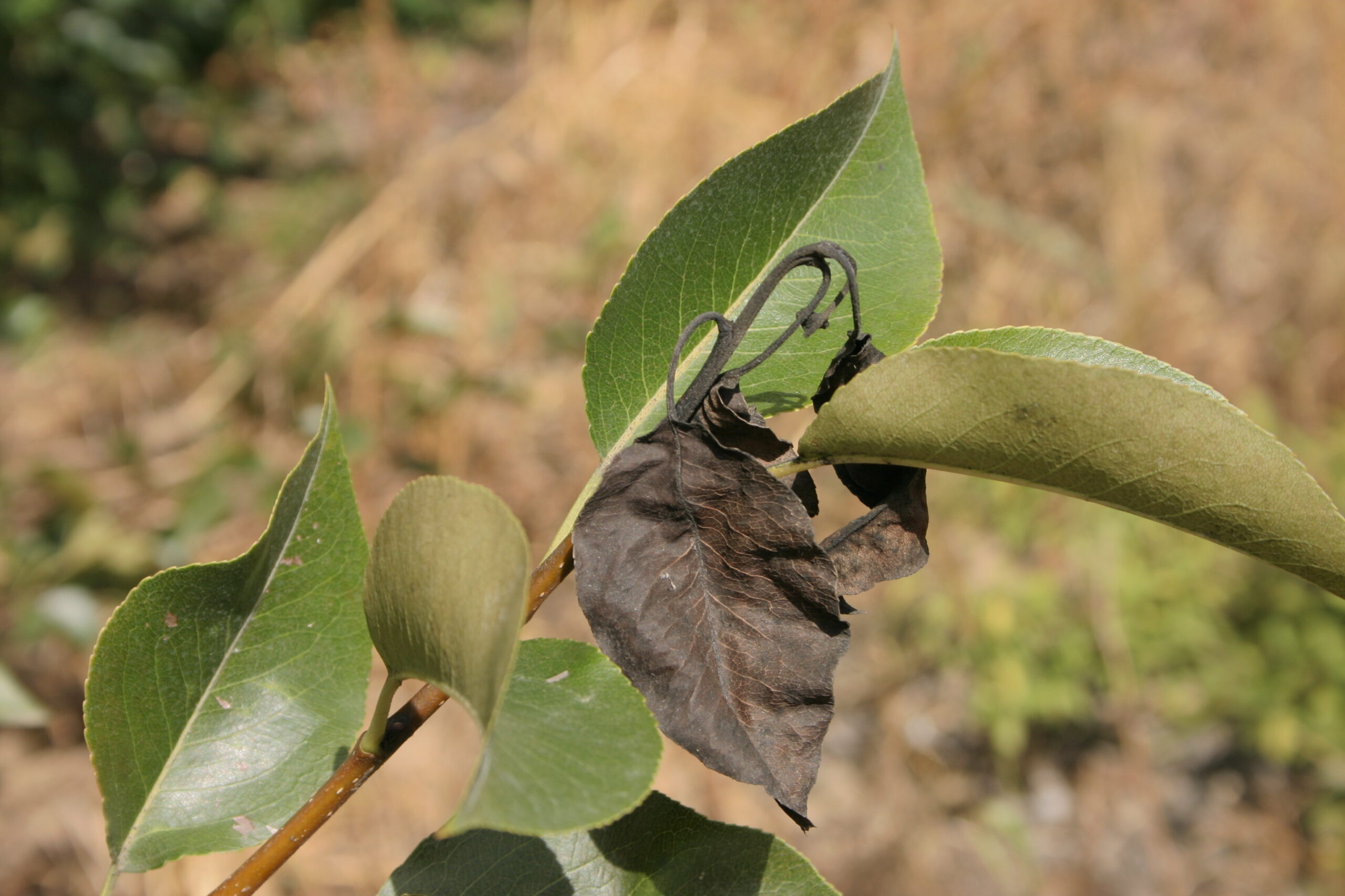 Kutatási eredmények a tűzelhalásról