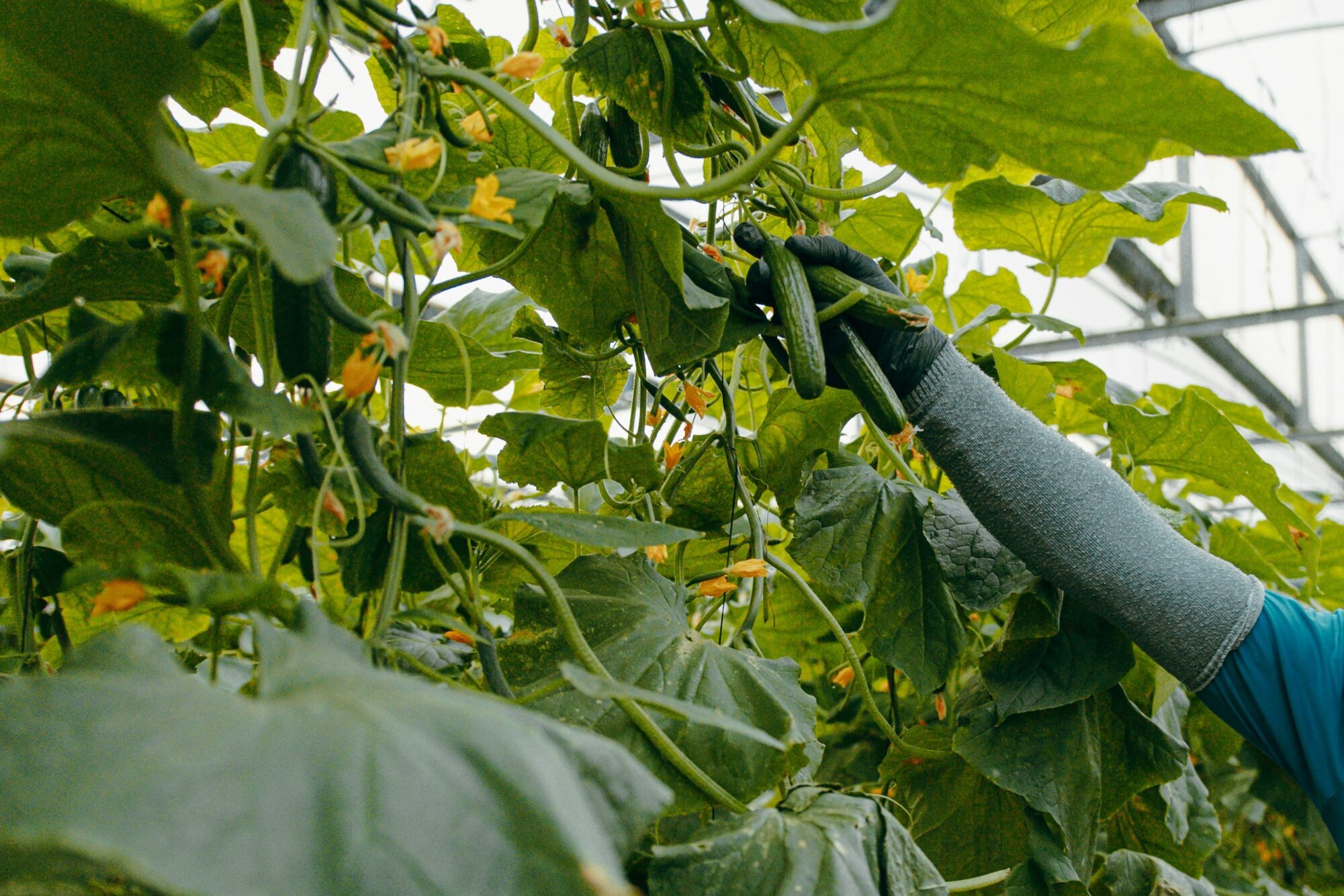 Egész éves bio uborkatermesztés új generációs üvegházban