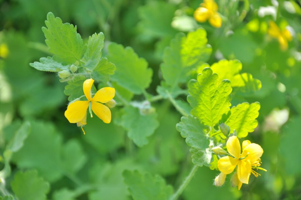 Virít a vérehulló fecskefű, a szemölcs ellenszere