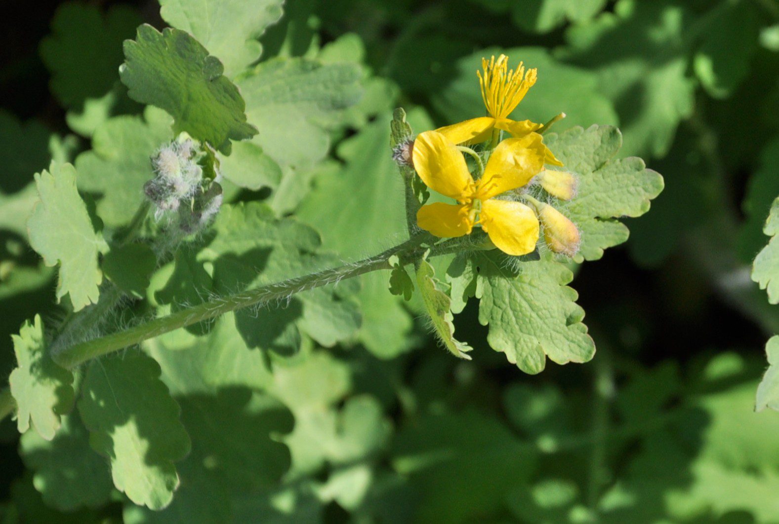 Puha szőr borítja a szárat, levelet; a virágok szirma könnyen lehullik. (Fotó: PNK)