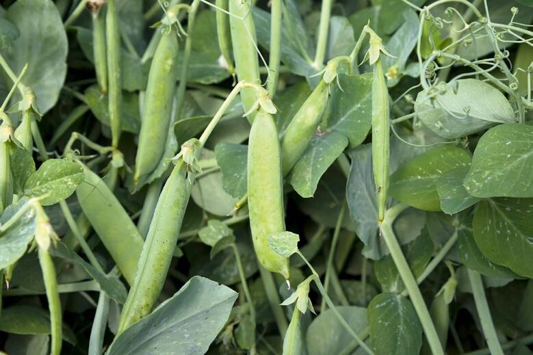 Zöldborsó, a kertész hatékony segítője