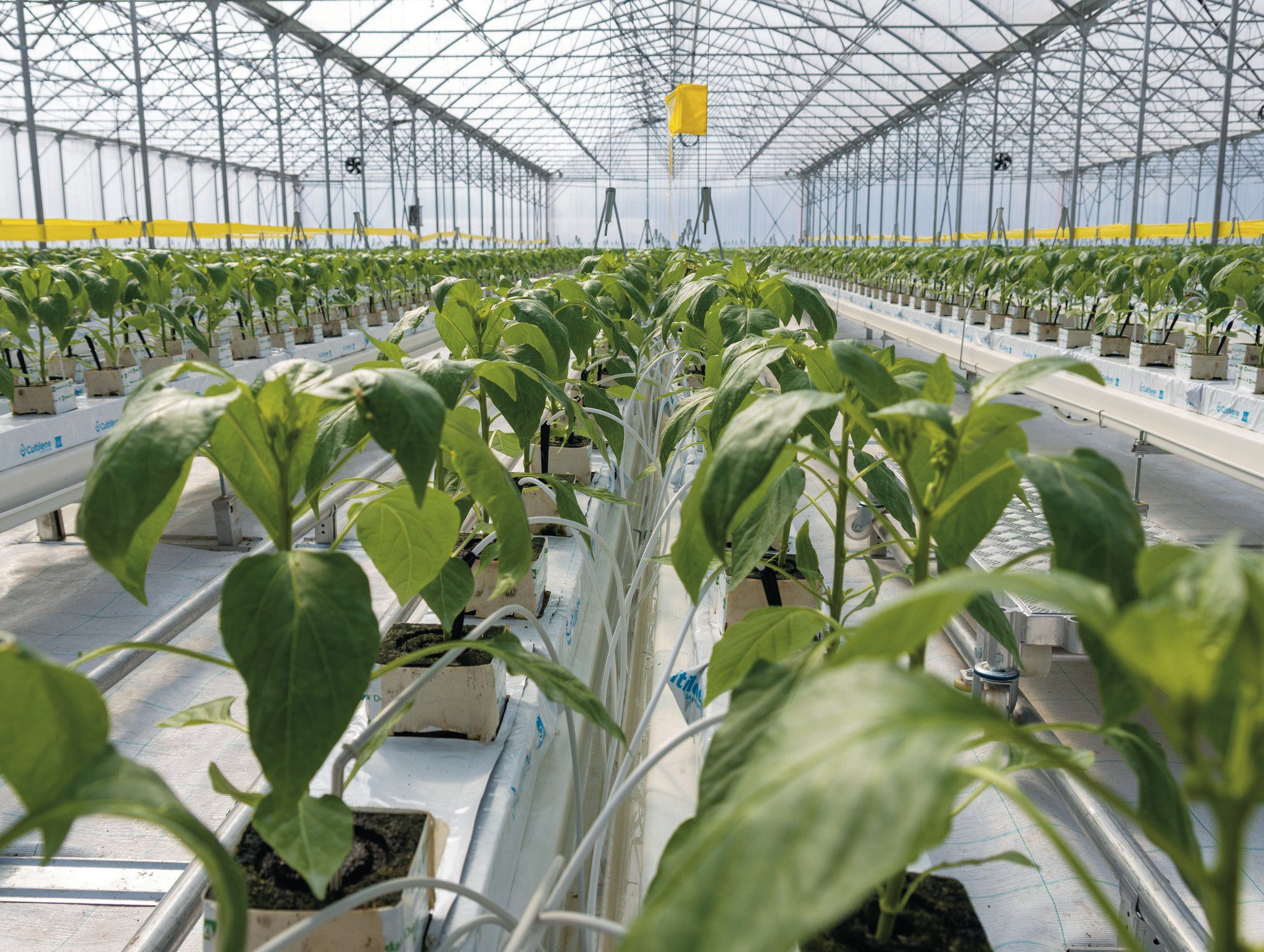 Az új gyakorlókert a DélKerTÉSz, az Agrárminisztérium és az Alföldi Agrárszakképzési Centrum együttműködésében született
