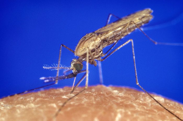 Anopheles gambiae 