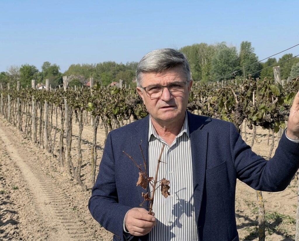 A fagy után sem szabad takarékoskodni a szőlő ápolásán