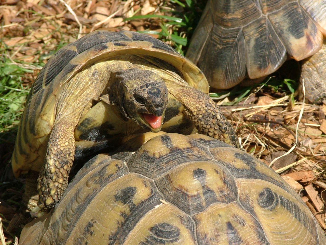 görög teknős Testudo_hermanni_boettgeri_Paarung_gorogteknos_parzik