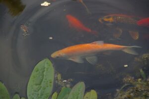 https://commons.wikimedia.org/wiki/File:Wraxall_2009_MMB_%C2%AB01_leuciscus_idus.jpg