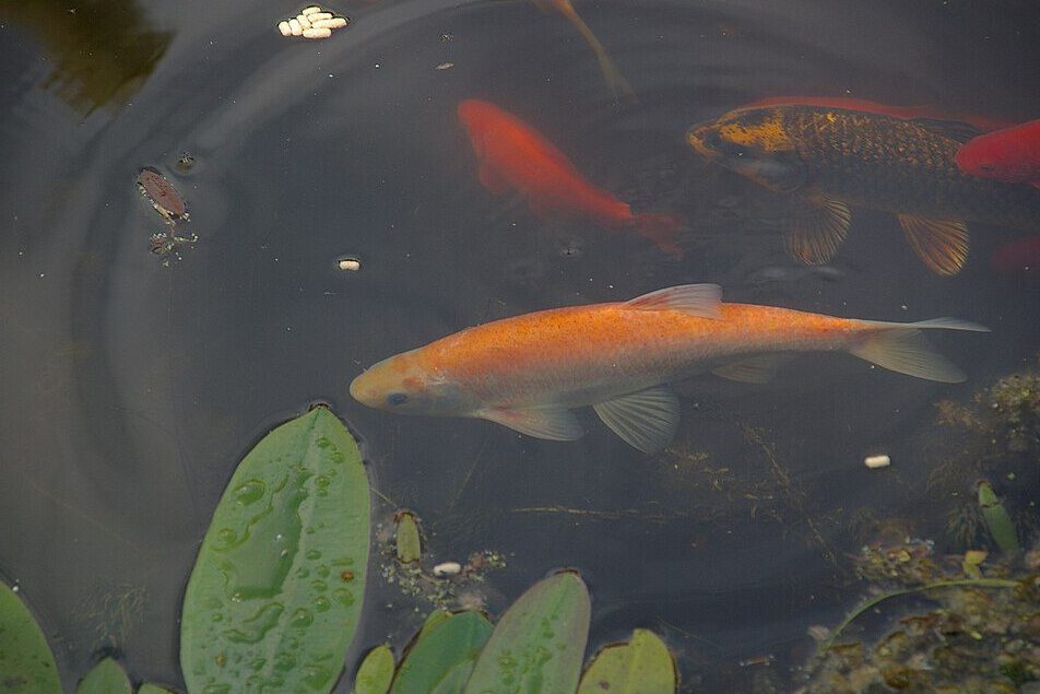 https://commons.wikimedia.org/wiki/File:Wraxall_2009_MMB_%C2%AB01_leuciscus_idus.jpg