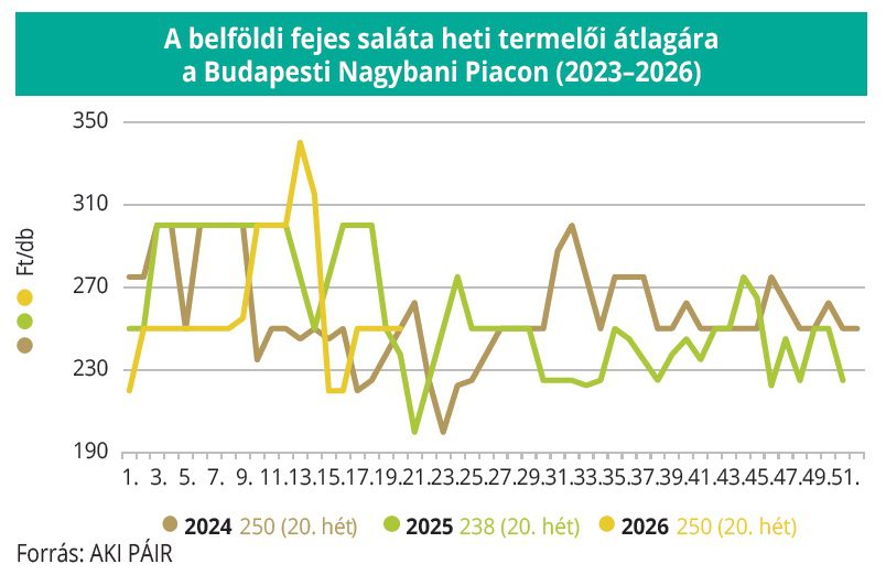 belfoldi_fejes_sali_2026_AKI