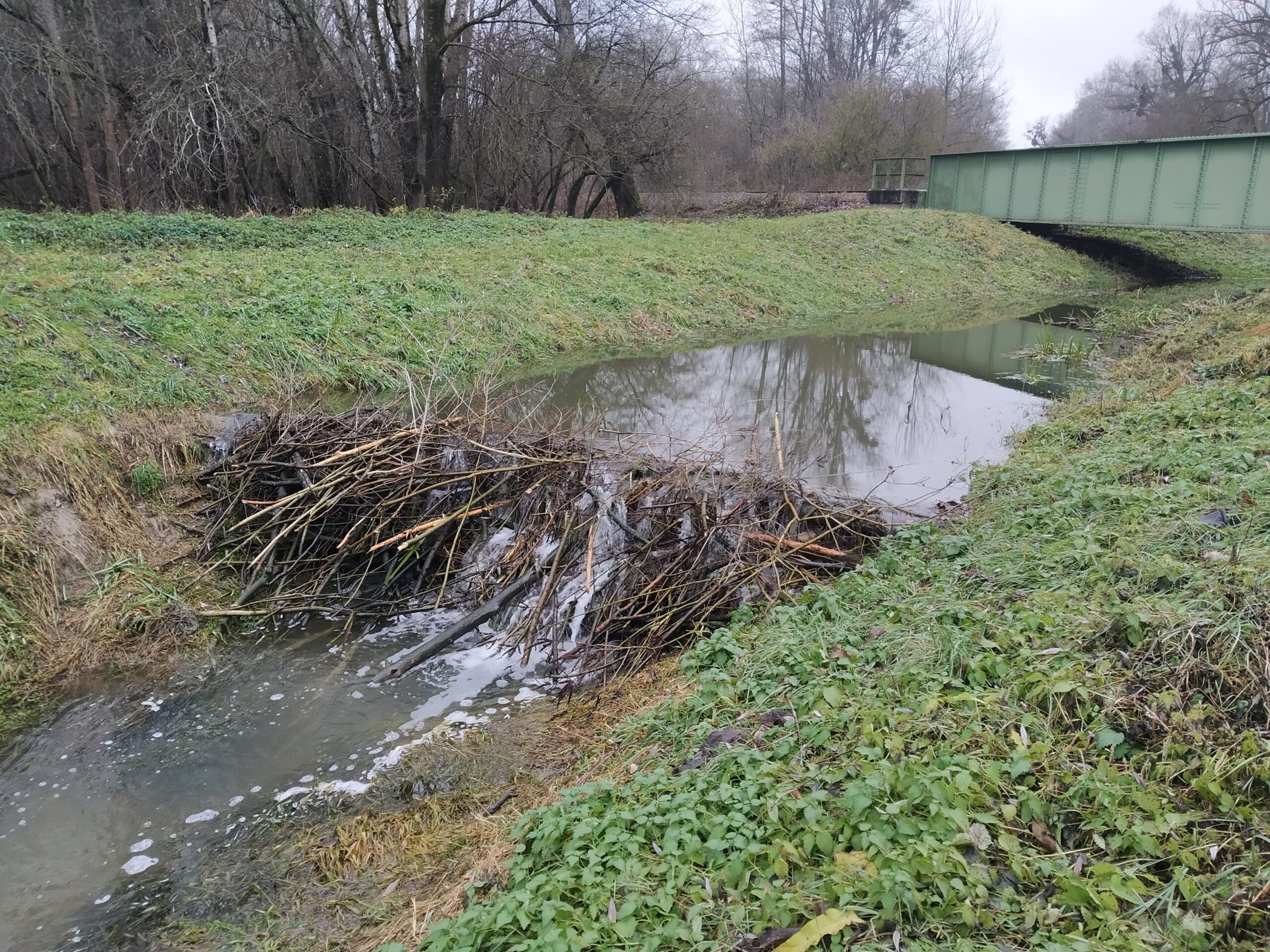 A hódgátak környékén kialakuló tocsogósok szűrik a vizet és ülepítik a hordalékot