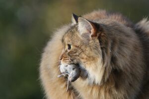 A kóborló macskák számos egészségügyi problémát okozhatnak