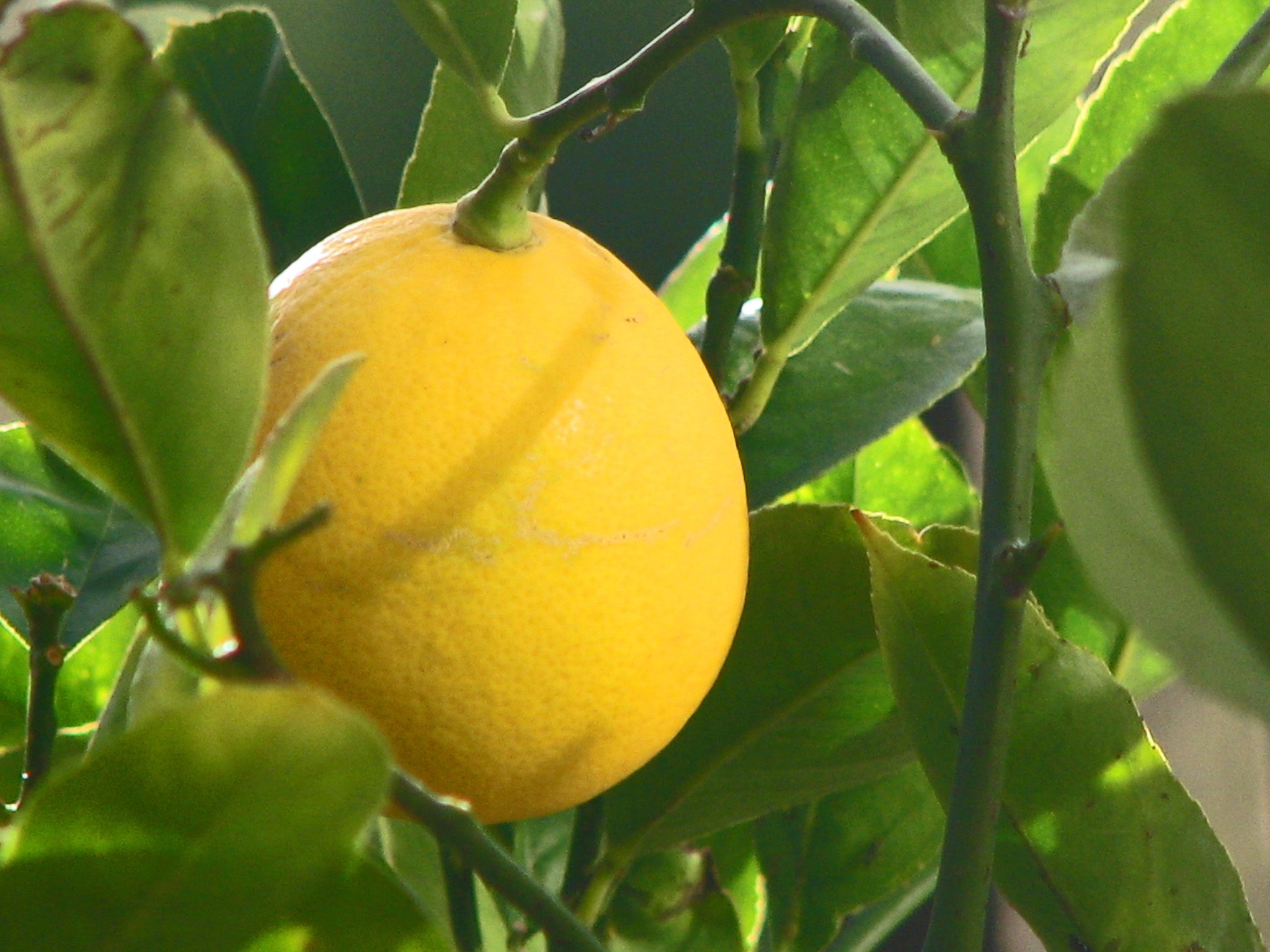 meyer citrom