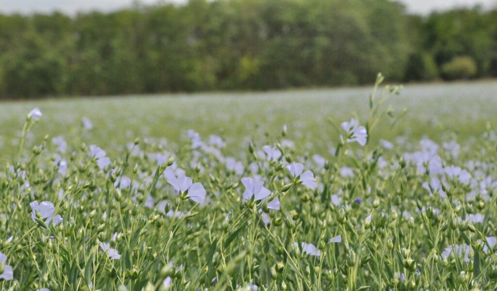 olajlen (Linum)