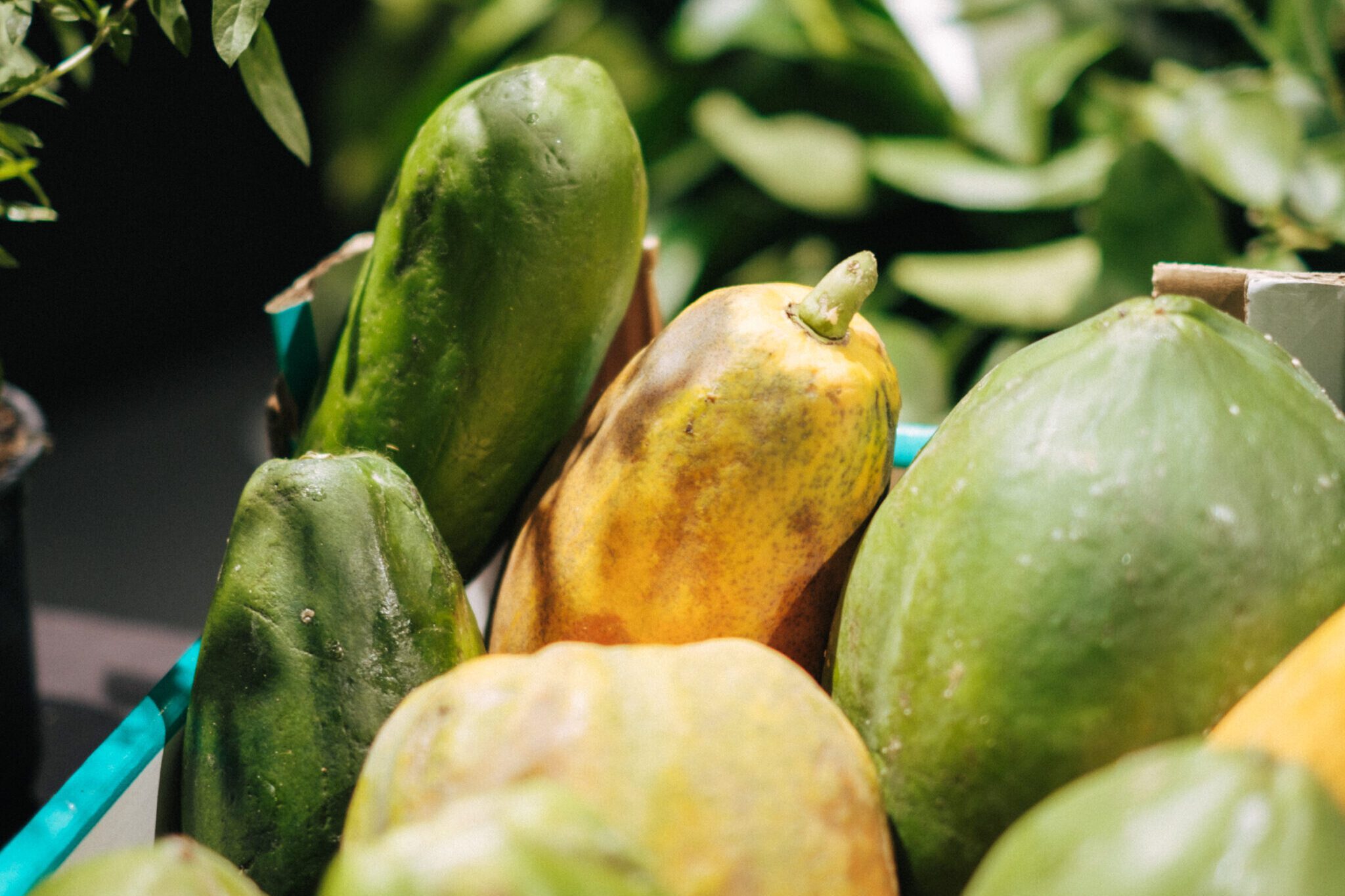 papaya