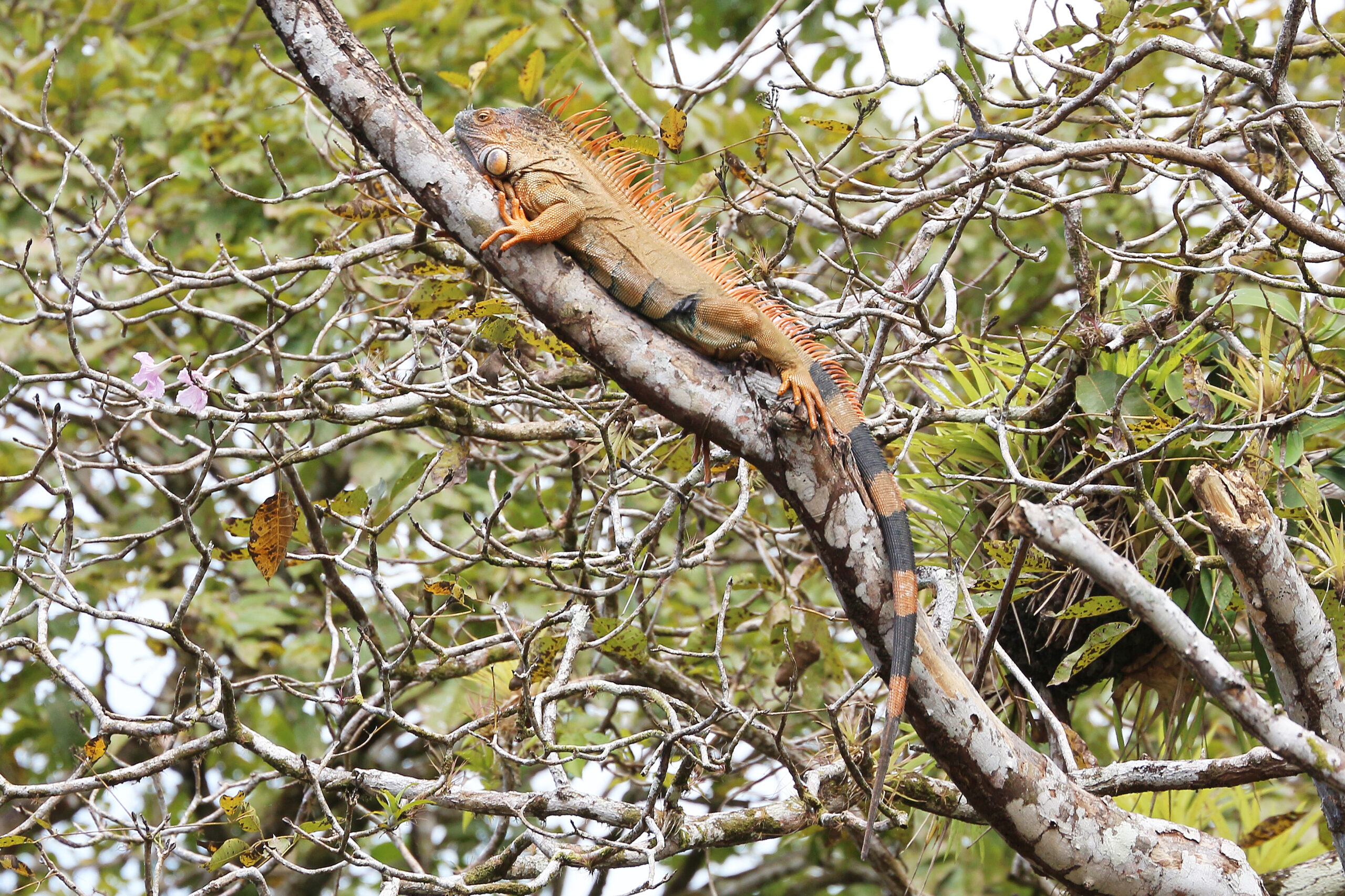 zöld leguán costa rica
