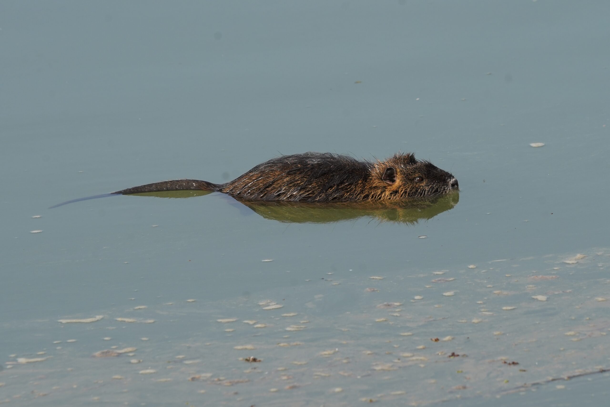nutria vízben
