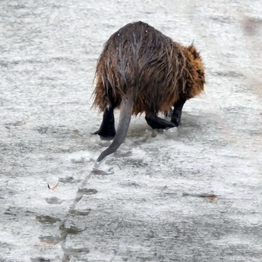 nutria lábnyoma a jégen
