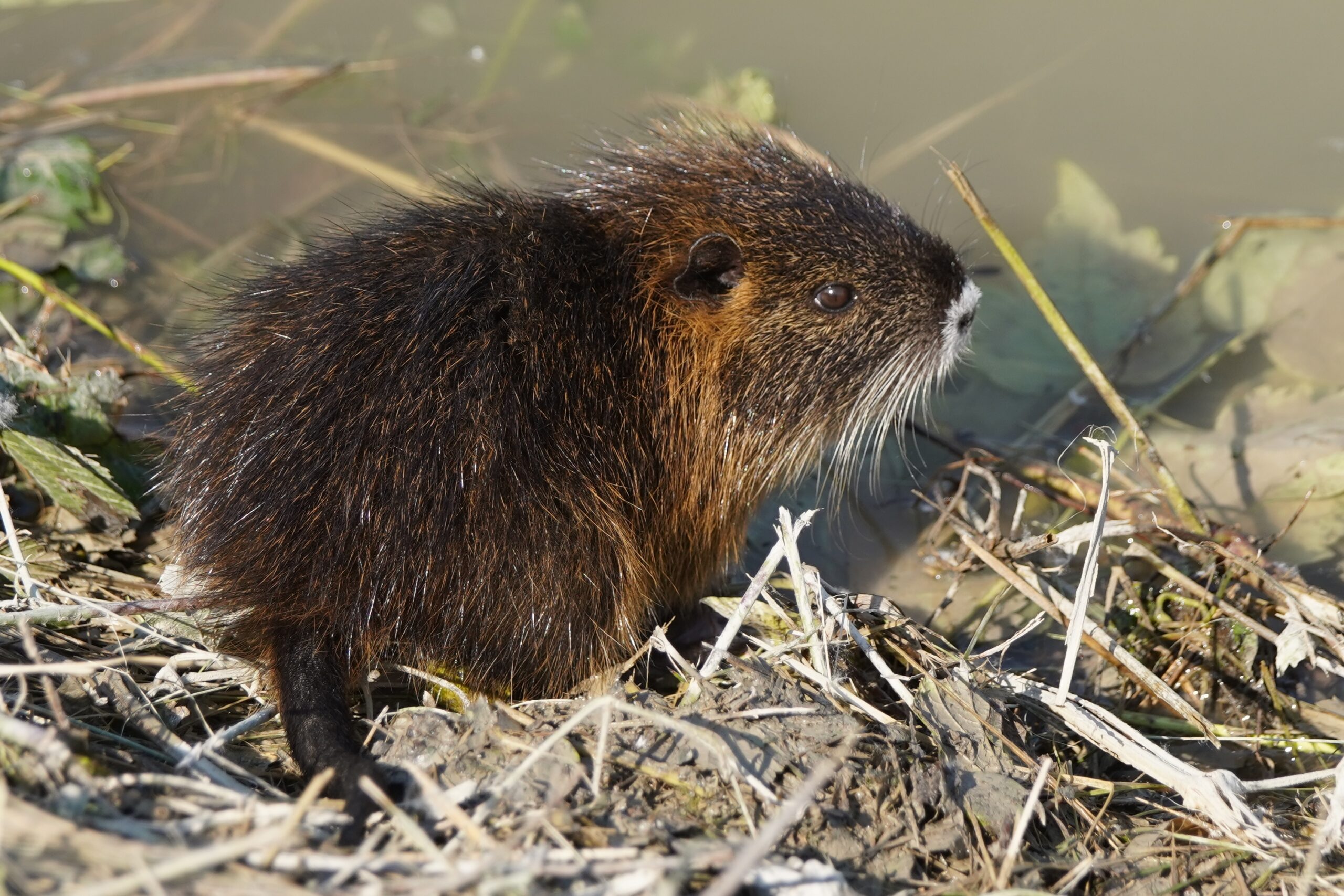 nutria