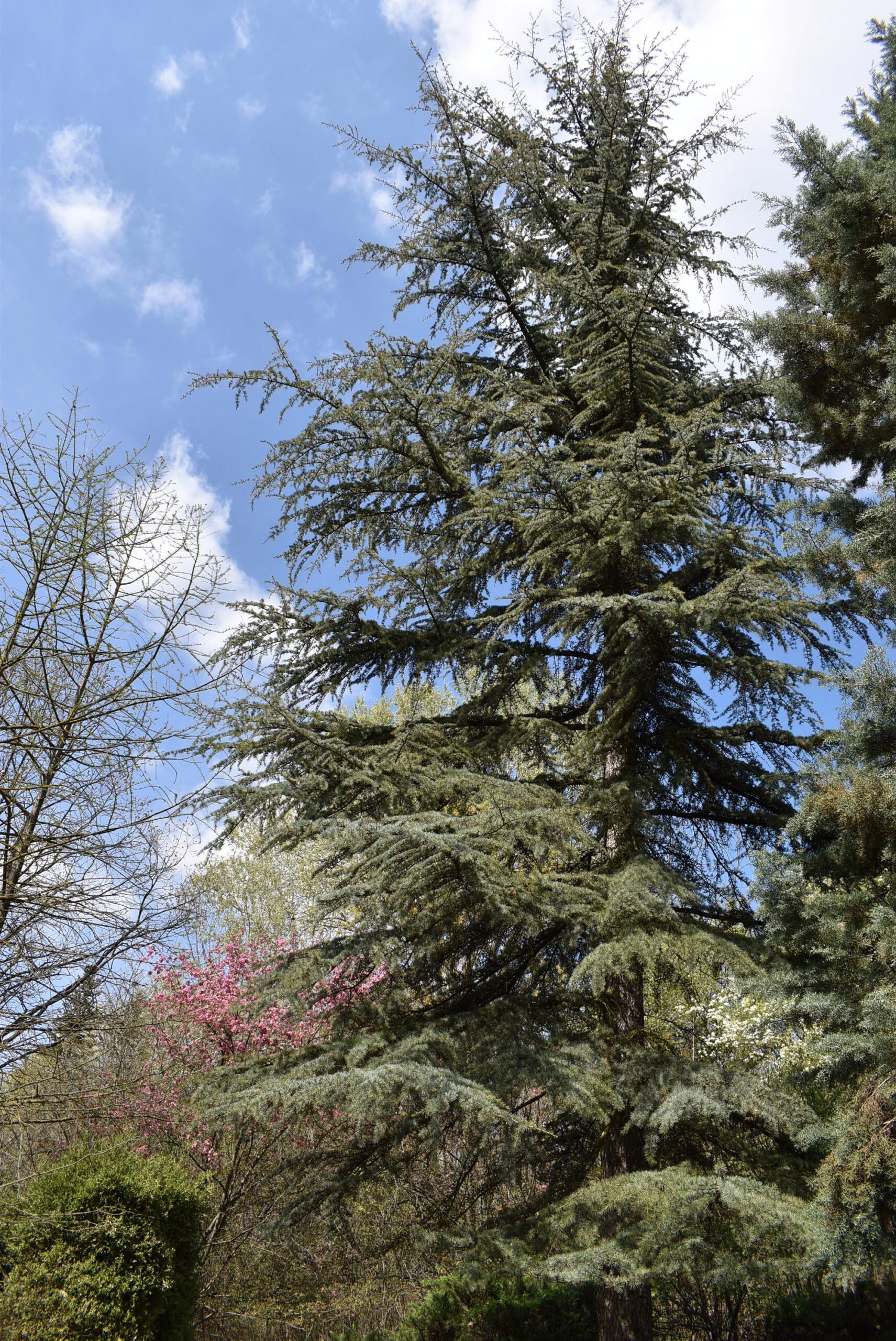 tauruszi cédrus kecskeméti arborétum