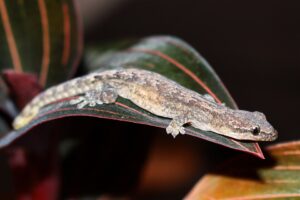 Hím nélküli szaporulat- szűznemzés a terráriumi állatoknál
