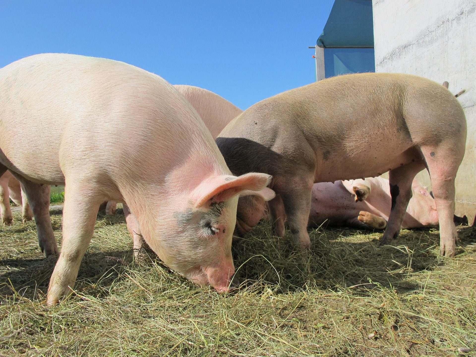Több antibiotikum, több veszély: riasztó előrejelzés az állattartás jövőjéről