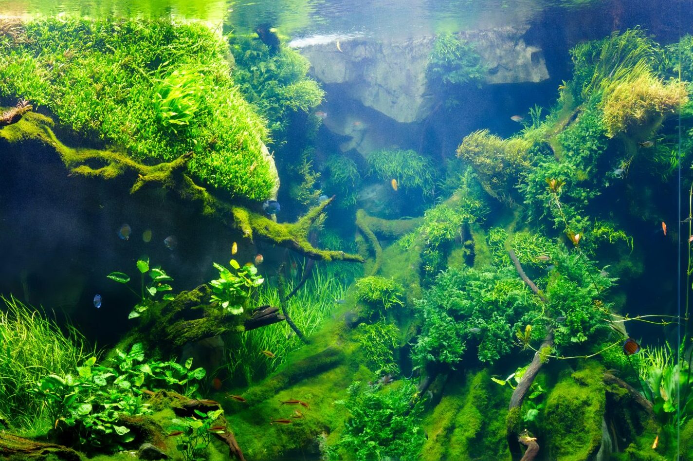 Üvegbe zárt Amazonas