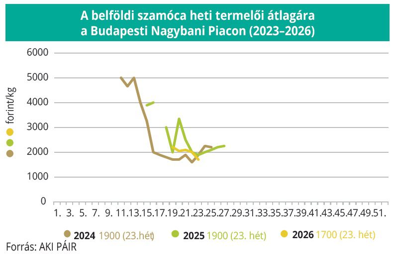 belfoldi_szamoca