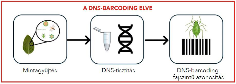 dns barcoding