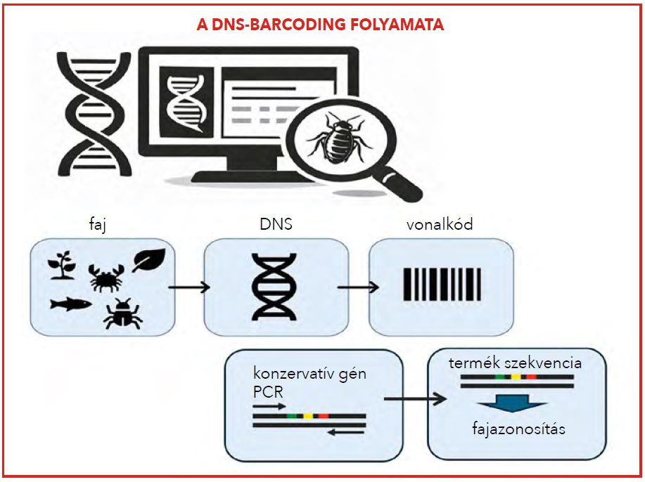 dns barcoding folyamata