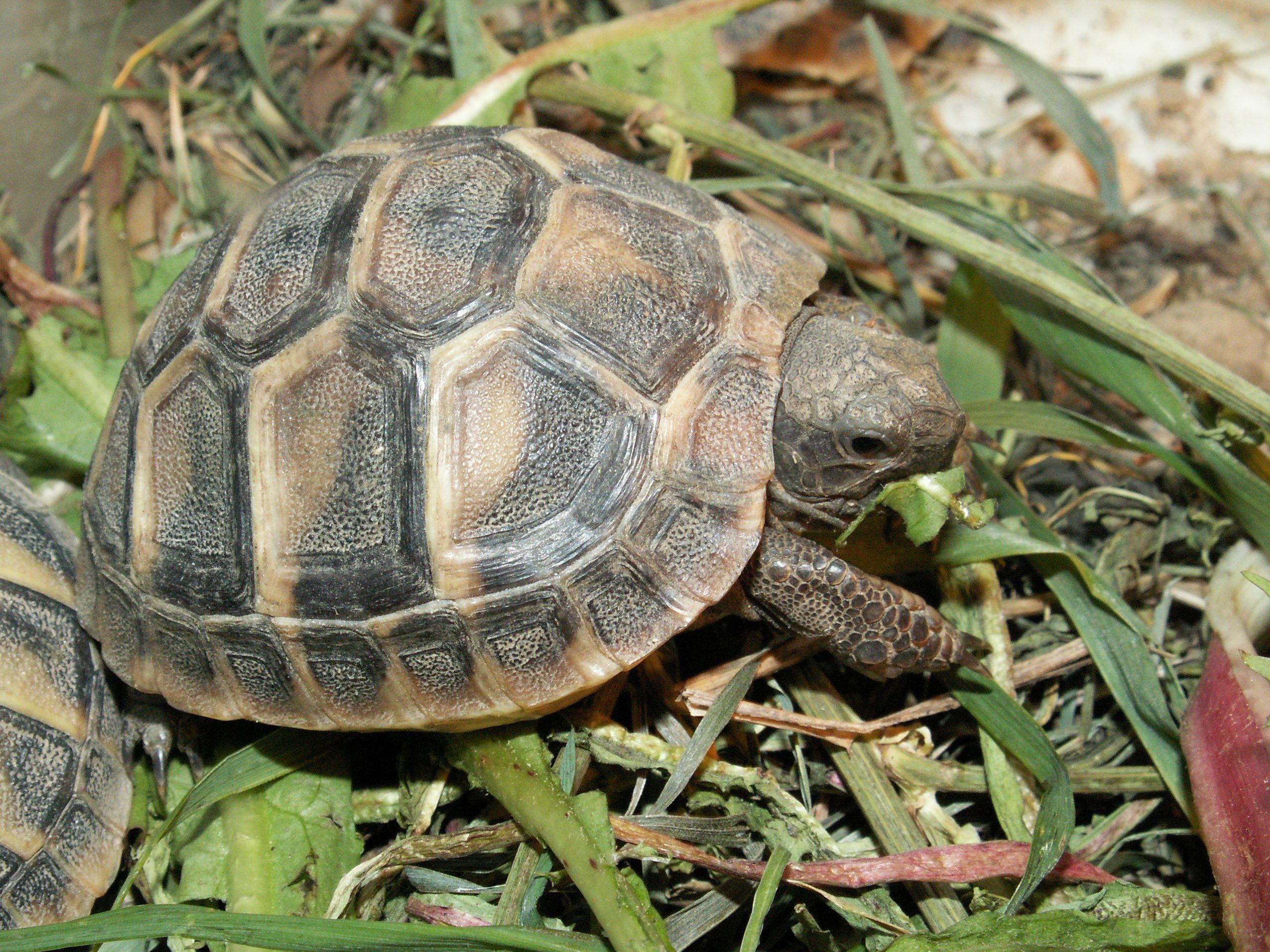 Görög teknős